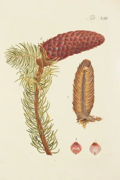 Abbildung Der Wilden Baume Stauden Und Buschgewachse Pl 013