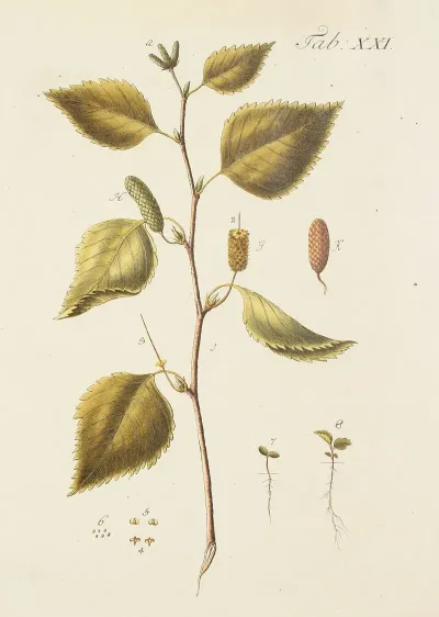 Abbildung Der Wilden Baume Stauden Und Buschgewachse Pl 055