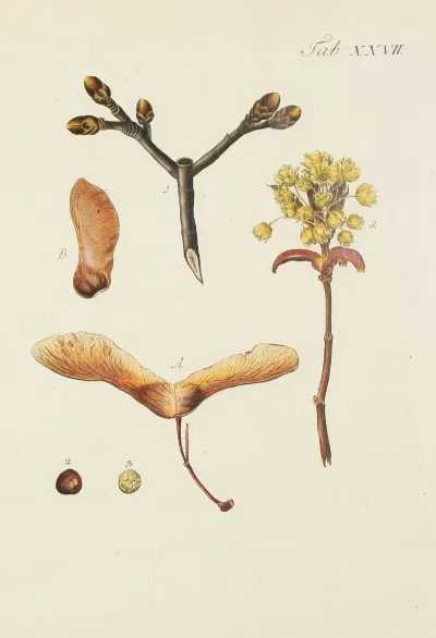 Abbildung Der Wilden Baume Stauden Und Buschgewachse Pl 061