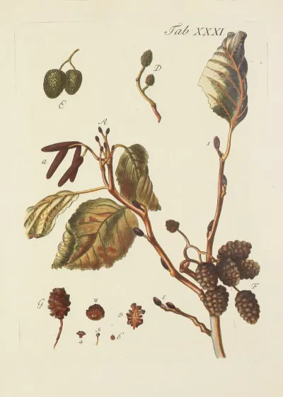 Abbildung Der Wilden Baume Stauden Und Buschgewachse Pl 065