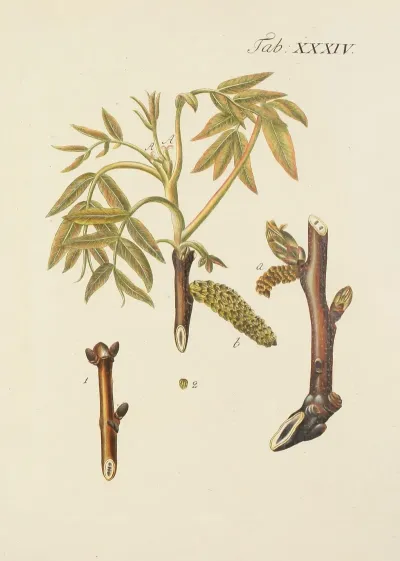 Abbildung Der Wilden Baume Stauden Und Buschgewachse Pl 068