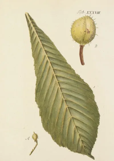 Abbildung Der Wilden Baume Stauden Und Buschgewachse Pl 073