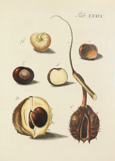 Abbildung Der Wilden Baume Stauden Und Buschgewachse Pl 074