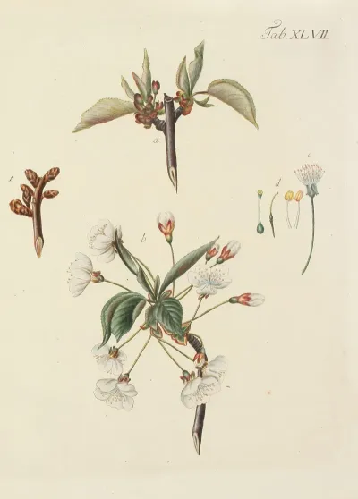 Abbildung Der Wilden Baume Stauden Und Buschgewachse Pl 082