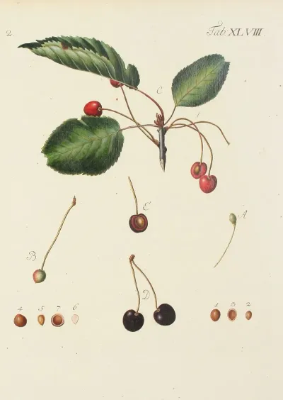Abbildung Der Wilden Baume Stauden Und Buschgewachse Pl 083