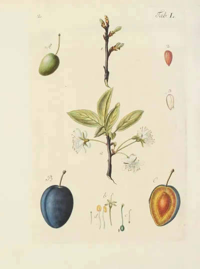 Abbildung Der Wilden Baume Stauden Und Buschgewachse Pl 085