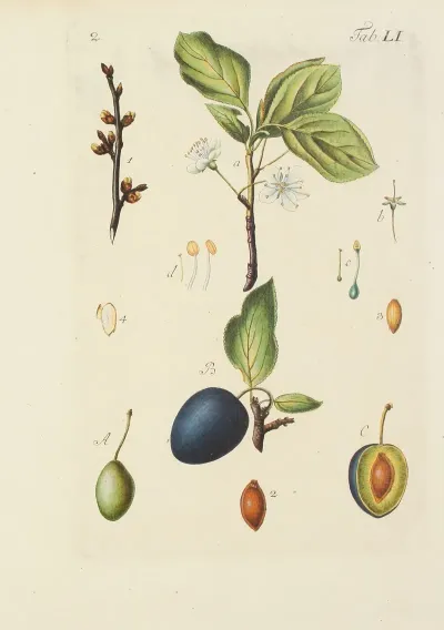 Abbildung Der Wilden Baume Stauden Und Buschgewachse Pl 086
