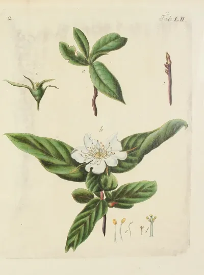 Abbildung Der Wilden Baume Stauden Und Buschgewachse Pl 087