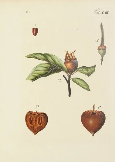 Abbildung Der Wilden Baume Stauden Und Buschgewachse Pl 088