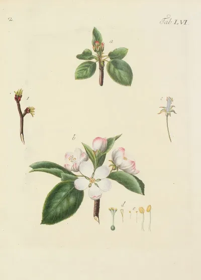 Abbildung Der Wilden Baume Stauden Und Buschgewachse Pl 091