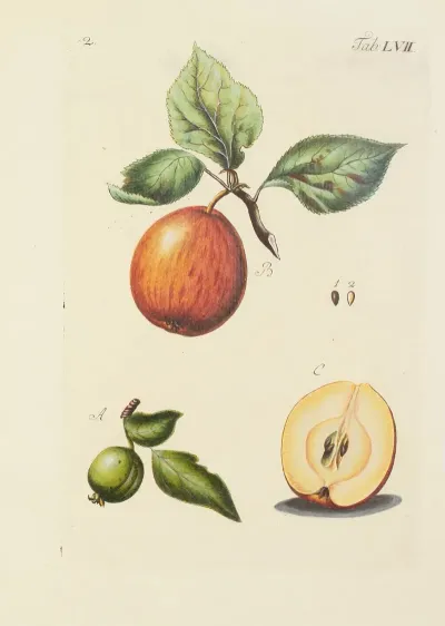 Abbildung Der Wilden Baume Stauden Und Buschgewachse Pl 092