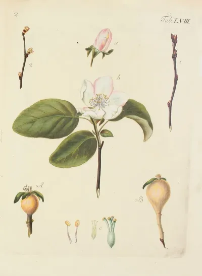 Abbildung Der Wilden Baume Stauden Und Buschgewachse Pl 093