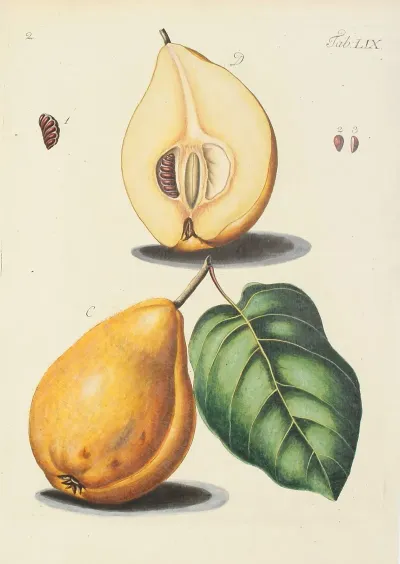 Abbildung Der Wilden Baume Stauden Und Buschgewachse Pl 094