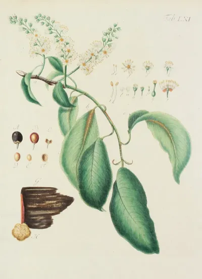 Abbildung Der Wilden Baume Stauden Und Buschgewachse Pl 096