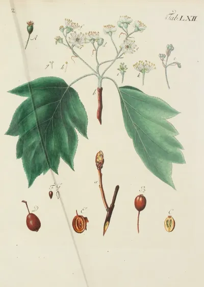Abbildung Der Wilden Baume Stauden Und Buschgewachse Pl 097