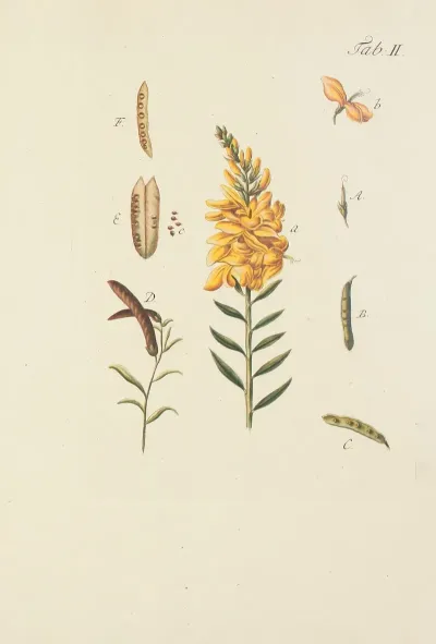 Abbildung Der Wilden Baume Stauden Und Buschgewachse Pl 113