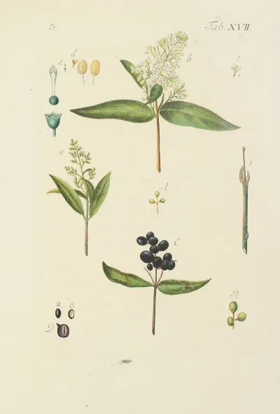 Abbildung Der Wilden Baume Stauden Und Buschgewachse Pl 128