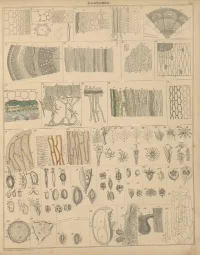 Abbildungen Zu Okens Allgemeiner Naturgeschichte Fur Alle Stande Pl 002