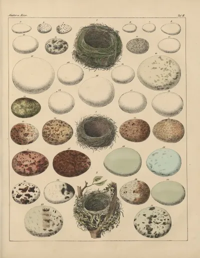 Abbildungen Zu Okens Allgemeiner Naturgeschichte Fur Alle Stande Pl 025