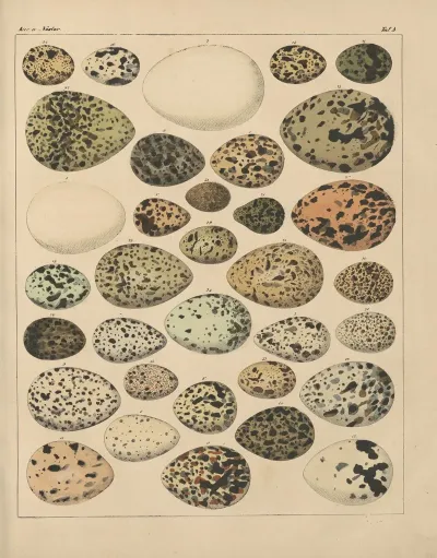 Abbildungen Zu Okens Allgemeiner Naturgeschichte Fur Alle Stande Pl 028