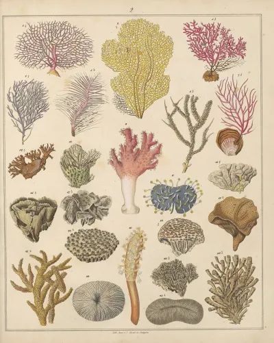 Abbildungen Zu Okens Allgemeiner Naturgeschichte Fur Alle Stande Pl 032