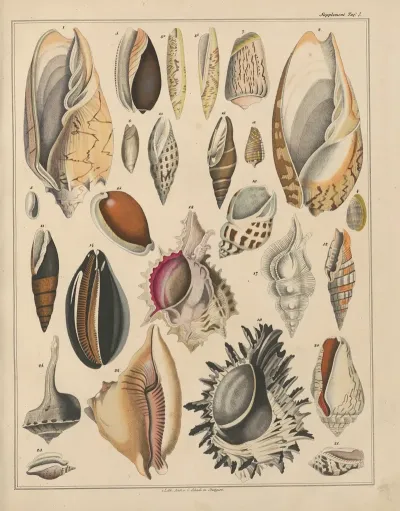 Abbildungen Zu Okens Allgemeiner Naturgeschichte Fur Alle Stande Pl 035