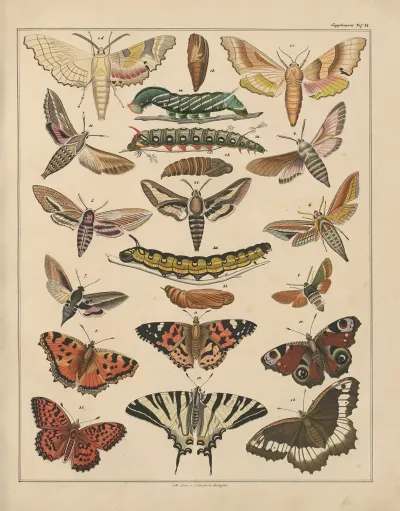 Abbildungen Zu Okens Allgemeiner Naturgeschichte Fur Alle Stande Pl 037