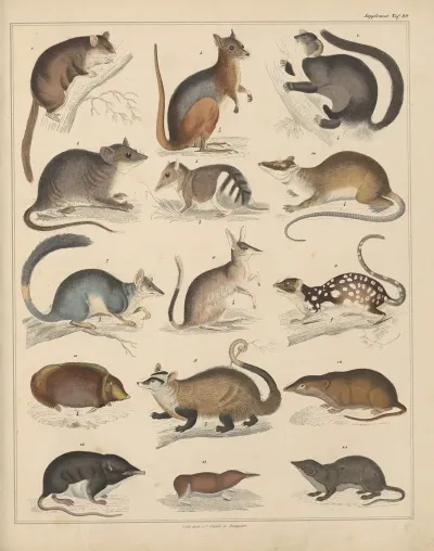 Abbildungen Zu Okens Allgemeiner Naturgeschichte Fur Alle Stande Pl 045