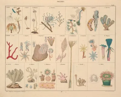 Abbildungen Zu Okens Allgemeiner Naturgeschichte Fur Alle Stande Pl 061