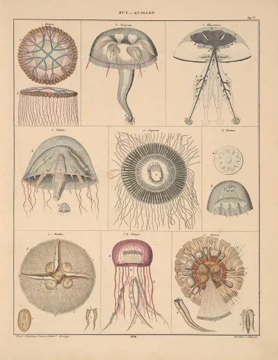 Abbildungen Zu Okens Allgemeiner Naturgeschichte Fur Alle Stande Pl 064