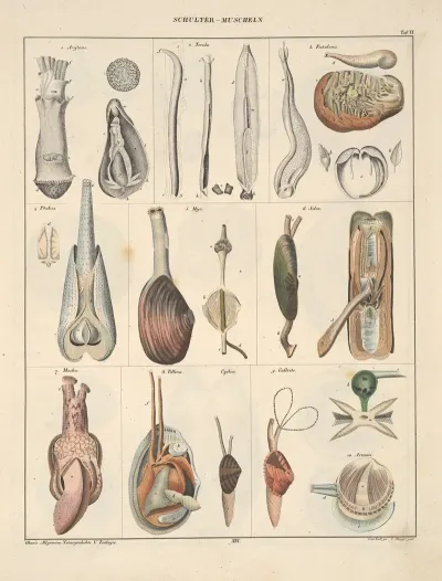 Abbildungen Zu Okens Allgemeiner Naturgeschichte Fur Alle Stande Pl 065