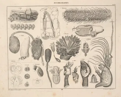 Abbildungen Zu Okens Allgemeiner Naturgeschichte Fur Alle Stande Pl 070