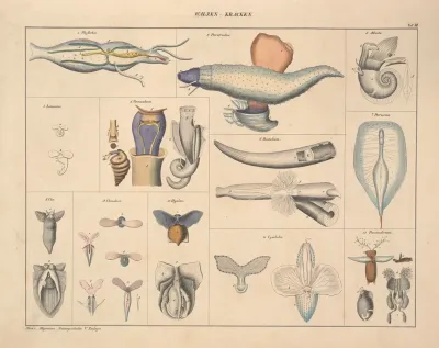 Abbildungen Zu Okens Allgemeiner Naturgeschichte Fur Alle Stande Pl 071
