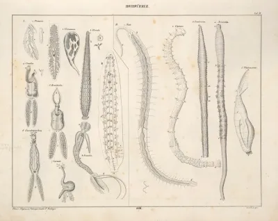 Abbildungen Zu Okens Allgemeiner Naturgeschichte Fur Alle Stande Pl 074