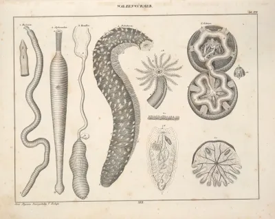 Abbildungen Zu Okens Allgemeiner Naturgeschichte Fur Alle Stande Pl 076