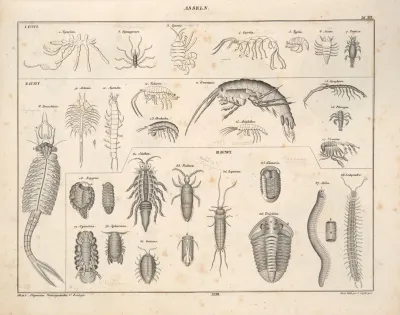 Abbildungen Zu Okens Allgemeiner Naturgeschichte Fur Alle Stande Pl 078