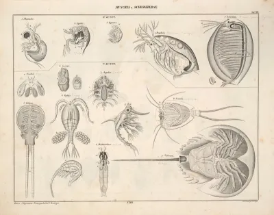 Abbildungen Zu Okens Allgemeiner Naturgeschichte Fur Alle Stande Pl 079