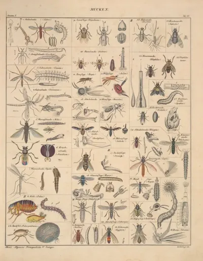Abbildungen Zu Okens Allgemeiner Naturgeschichte Fur Alle Stande Pl 081
