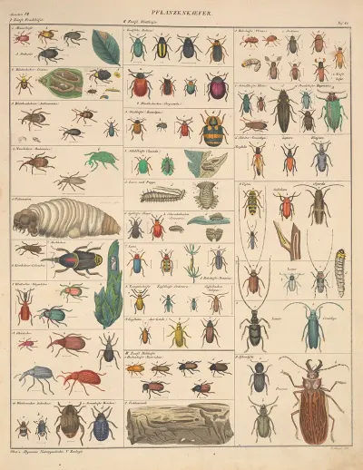 Abbildungen Zu Okens Allgemeiner Naturgeschichte Fur Alle Stande Pl 087