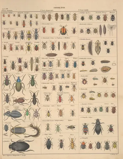 Abbildungen Zu Okens Allgemeiner Naturgeschichte Fur Alle Stande Pl 088