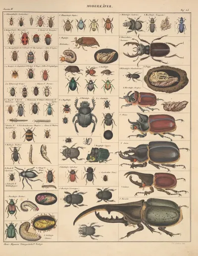 Abbildungen Zu Okens Allgemeiner Naturgeschichte Fur Alle Stande Pl 089