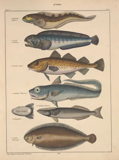 Abbildungen Zu Okens Allgemeiner Naturgeschichte Fur Alle Stande Pl 094