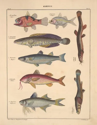 Abbildungen Zu Okens Allgemeiner Naturgeschichte Fur Alle Stande Pl 099