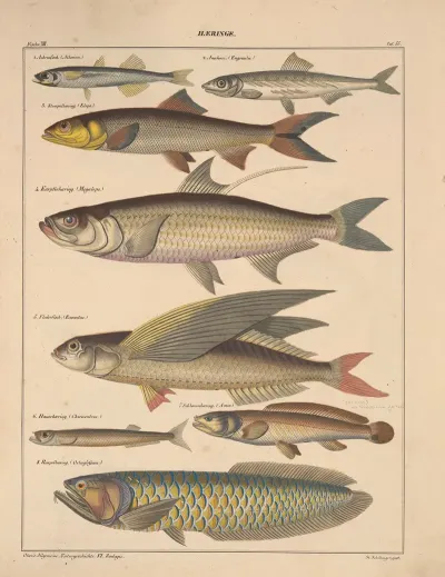 Abbildungen Zu Okens Allgemeiner Naturgeschichte Fur Alle Stande Pl 101