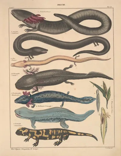 Abbildungen Zu Okens Allgemeiner Naturgeschichte Fur Alle Stande Pl 104