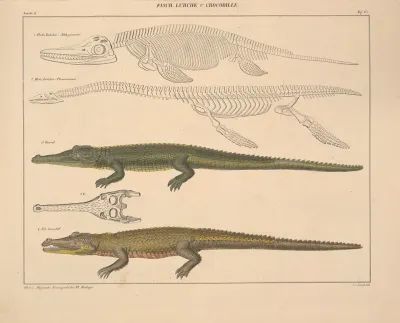 Abbildungen Zu Okens Allgemeiner Naturgeschichte Fur Alle Stande Pl 113