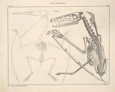 Abbildungen Zu Okens Allgemeiner Naturgeschichte Fur Alle Stande Pl 115