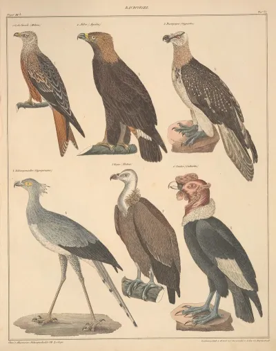 Abbildungen Zu Okens Allgemeiner Naturgeschichte Fur Alle Stande Pl 121