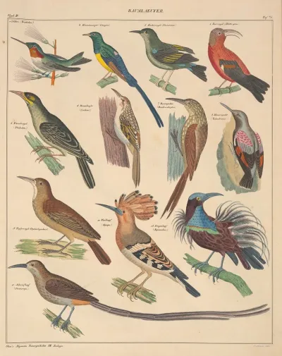 Abbildungen Zu Okens Allgemeiner Naturgeschichte Fur Alle Stande Pl 122