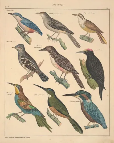 Abbildungen Zu Okens Allgemeiner Naturgeschichte Fur Alle Stande Pl 123